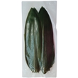 Bambusa lapas, svaigas, 28-32cm, 100gab.
